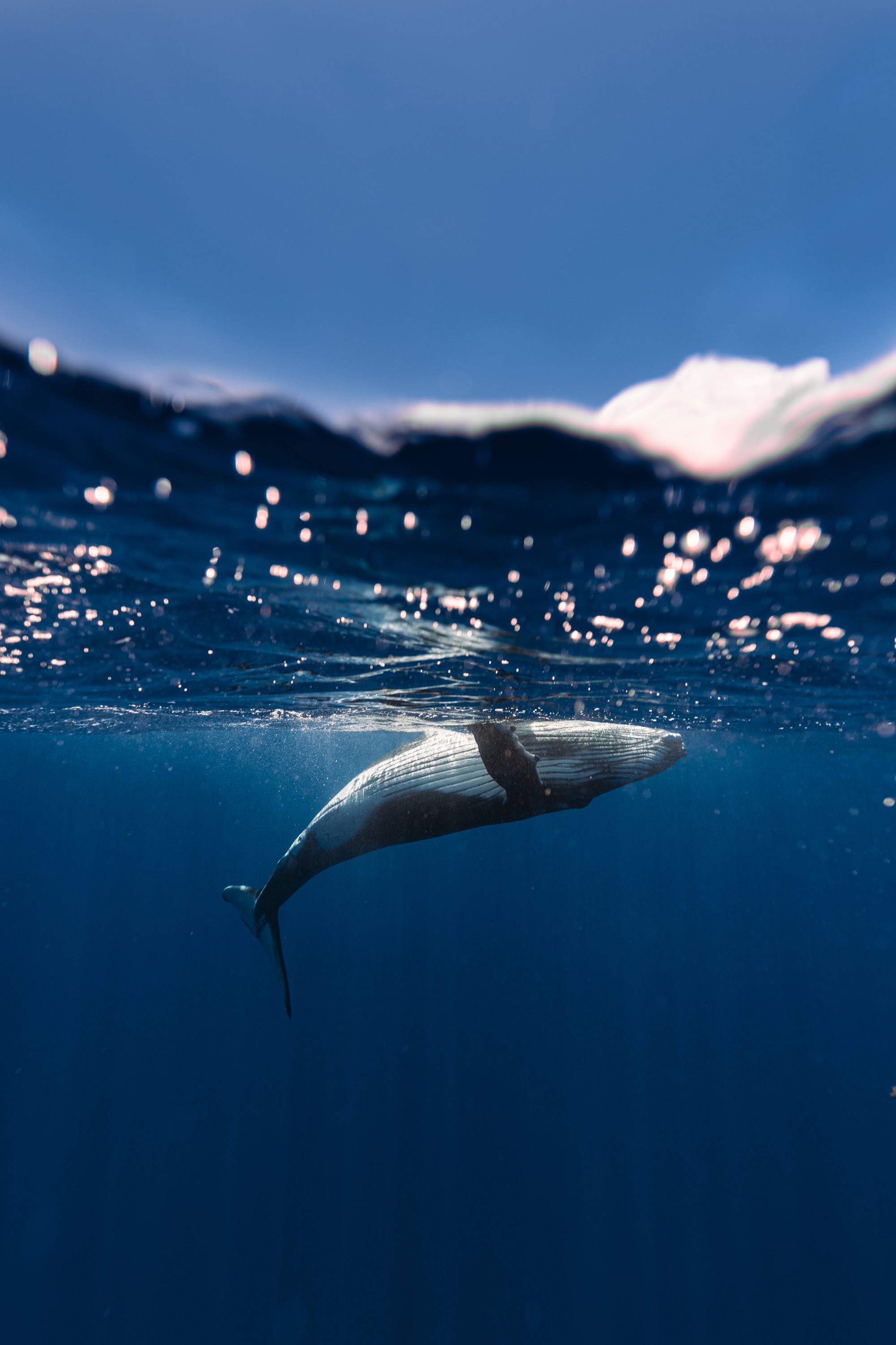 Humpback. Moorea, French Polynesia.