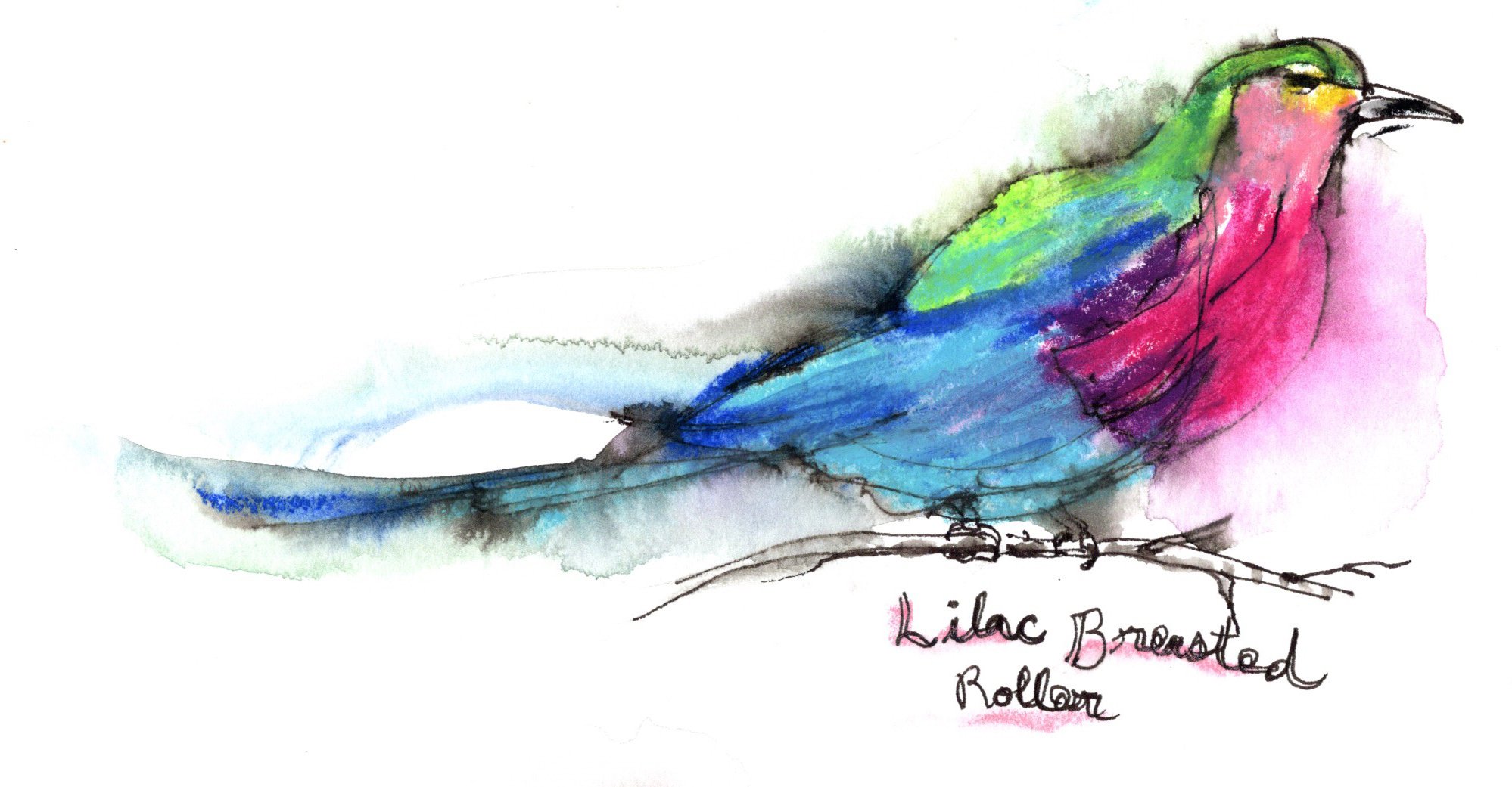 birdlilacroller.jpeg