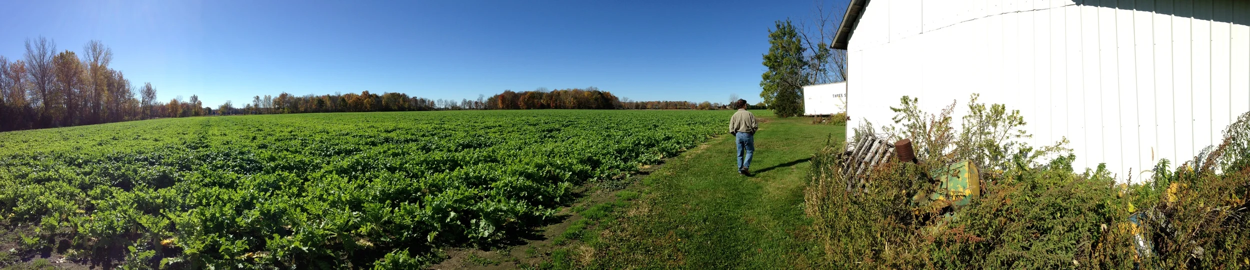 68 acres of radishes, my dad and a barn