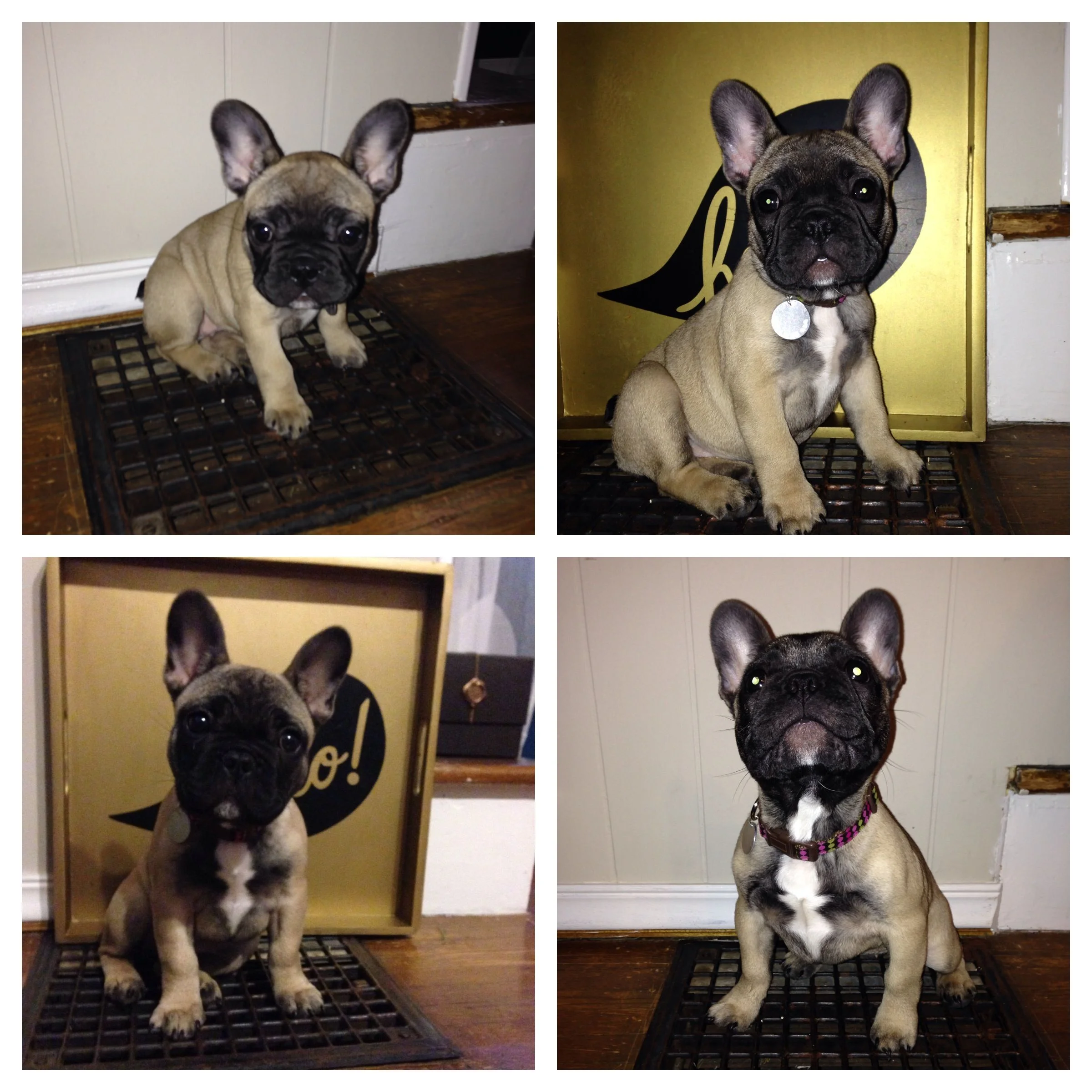 Bigger week by week. And oh how you love sitting on the vent to warm your buns.