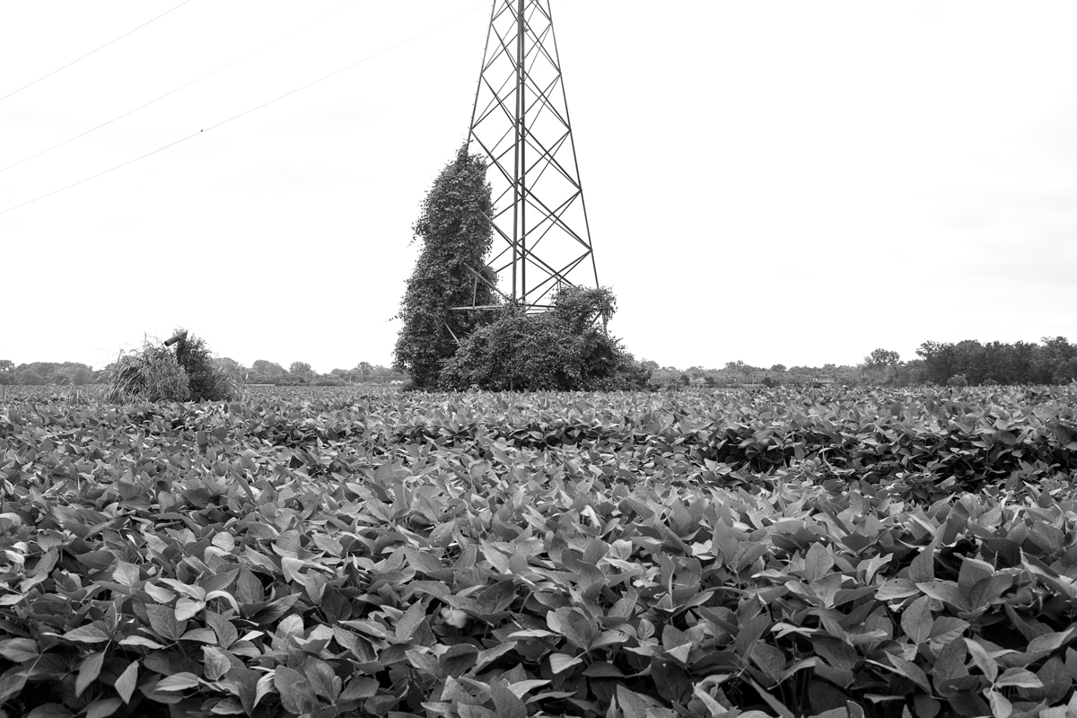 field_bw.jpg