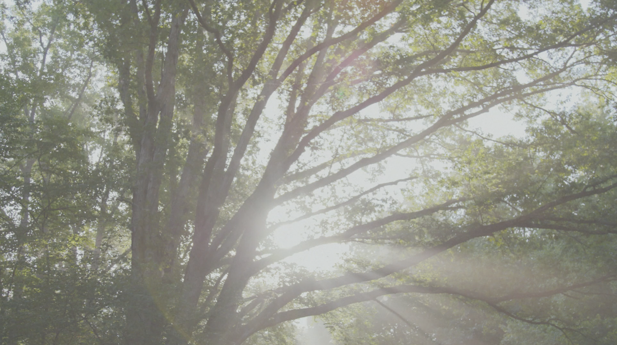 Screen Shot 2018-07-04 at 12.20.12 AM.png