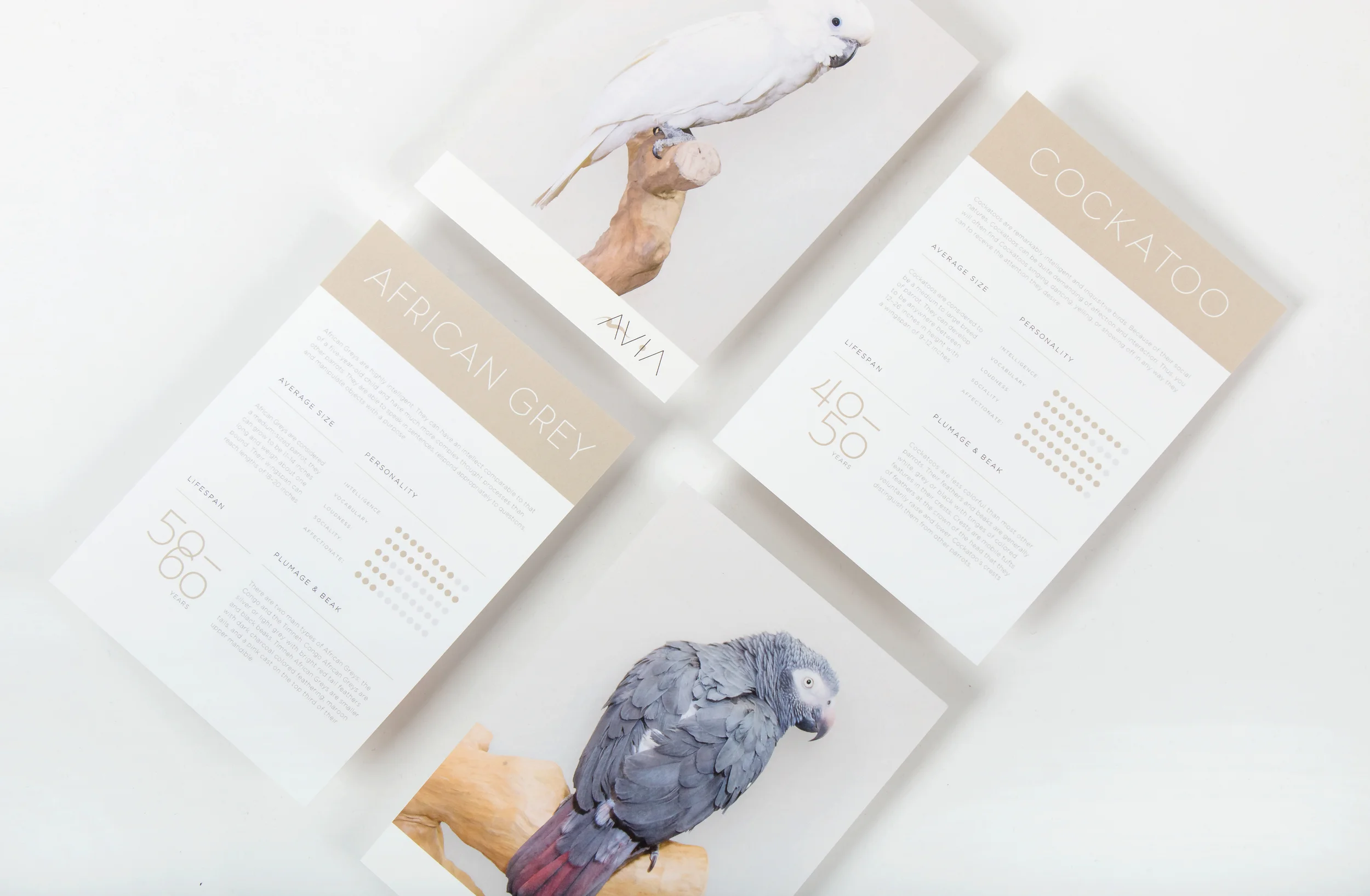 Takeaways-Cockatoo-&-African-Grey.jpg