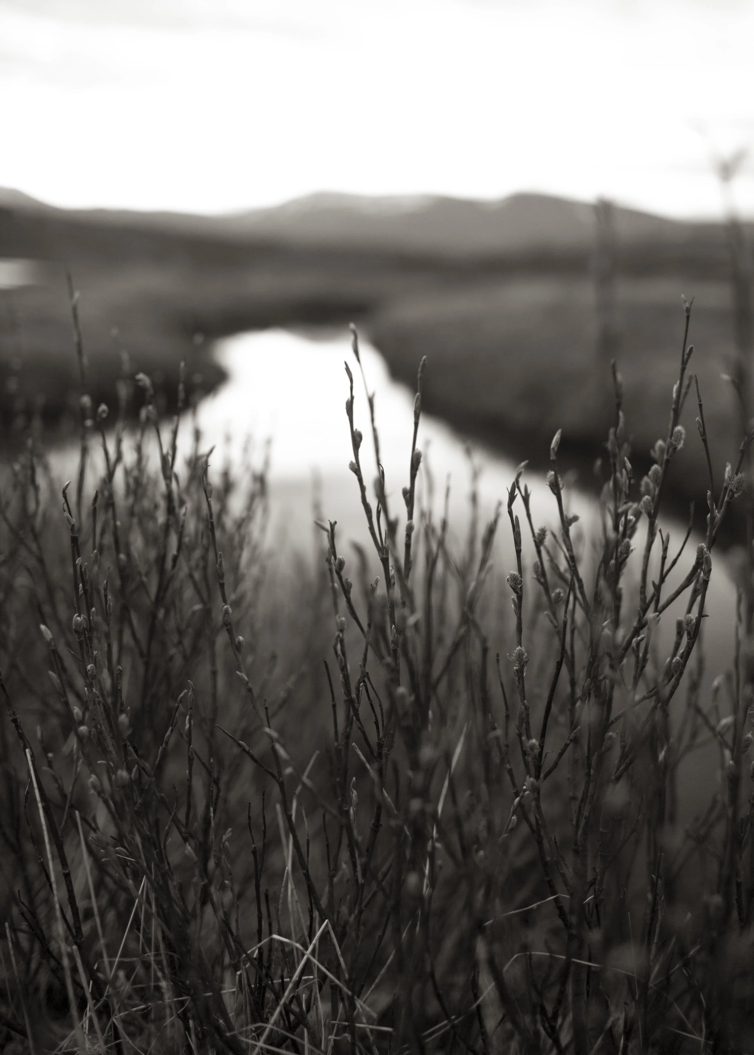 Icelandic Dawn