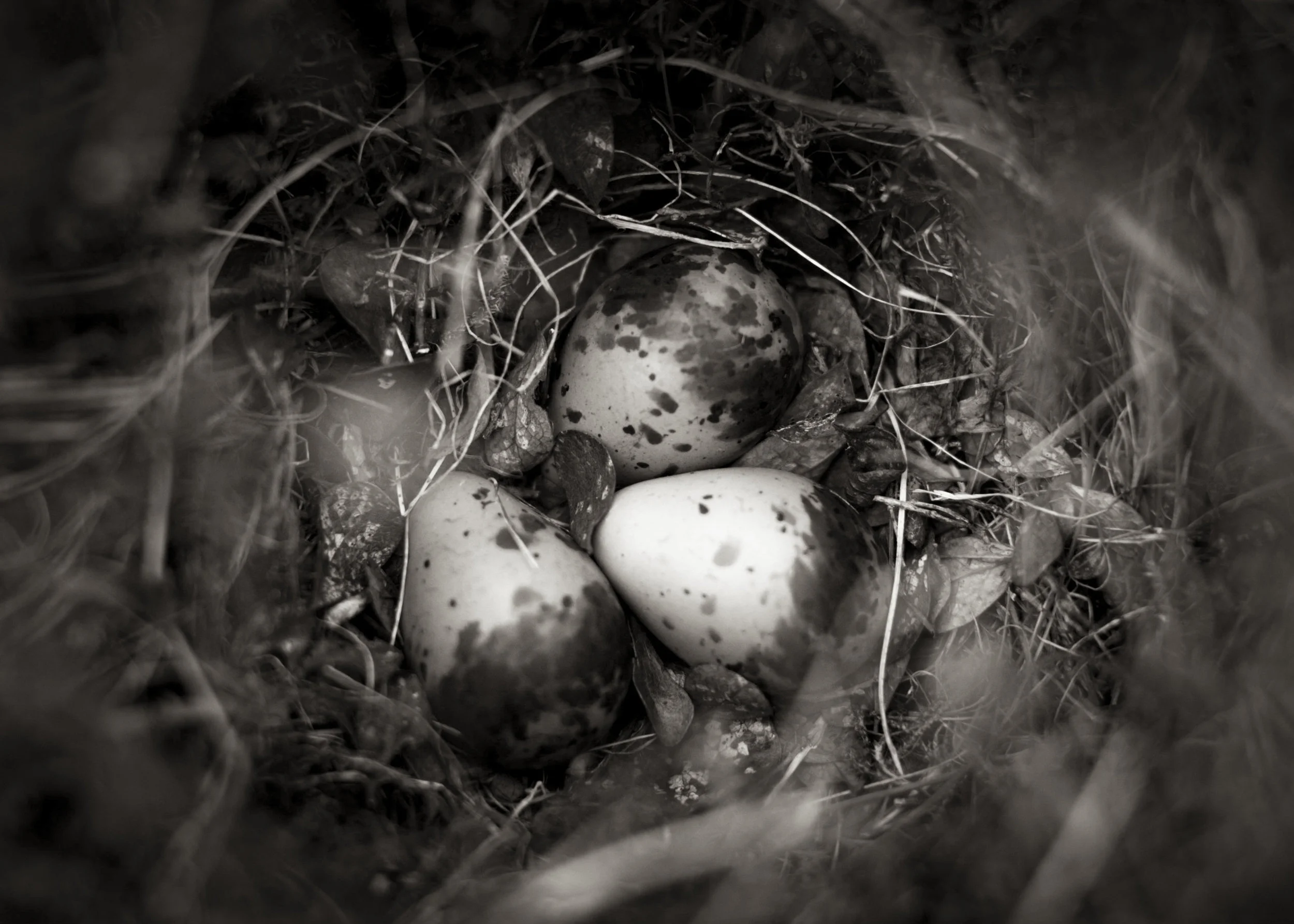 Fresh Eggs