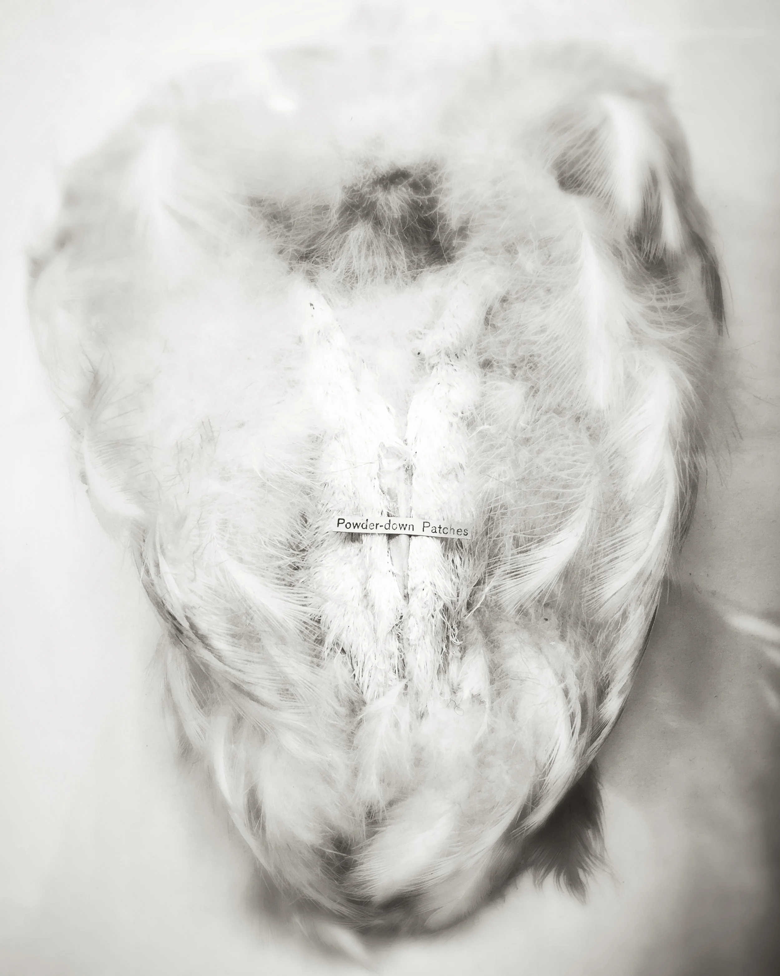 Exhibition Feathers