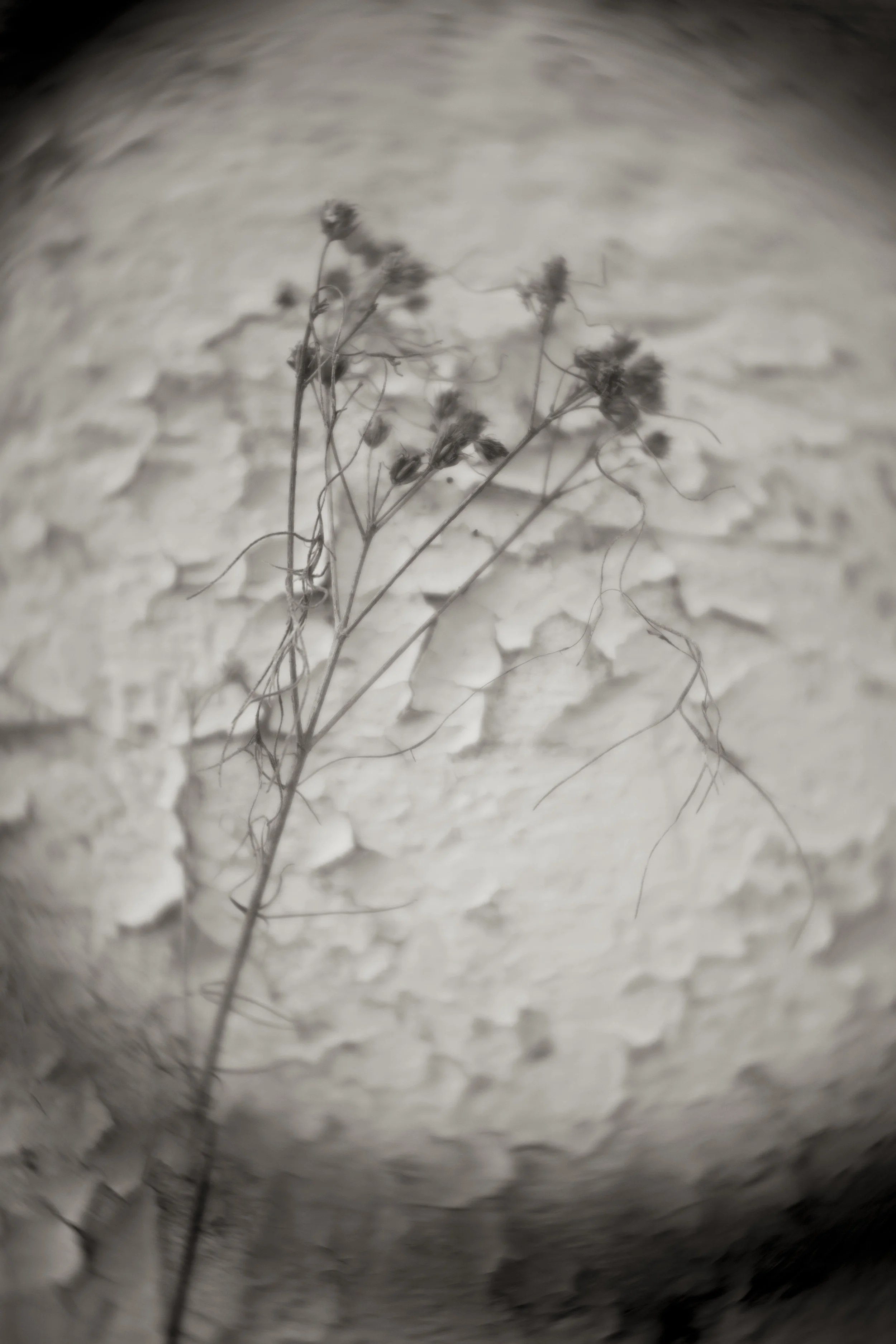 Bracken