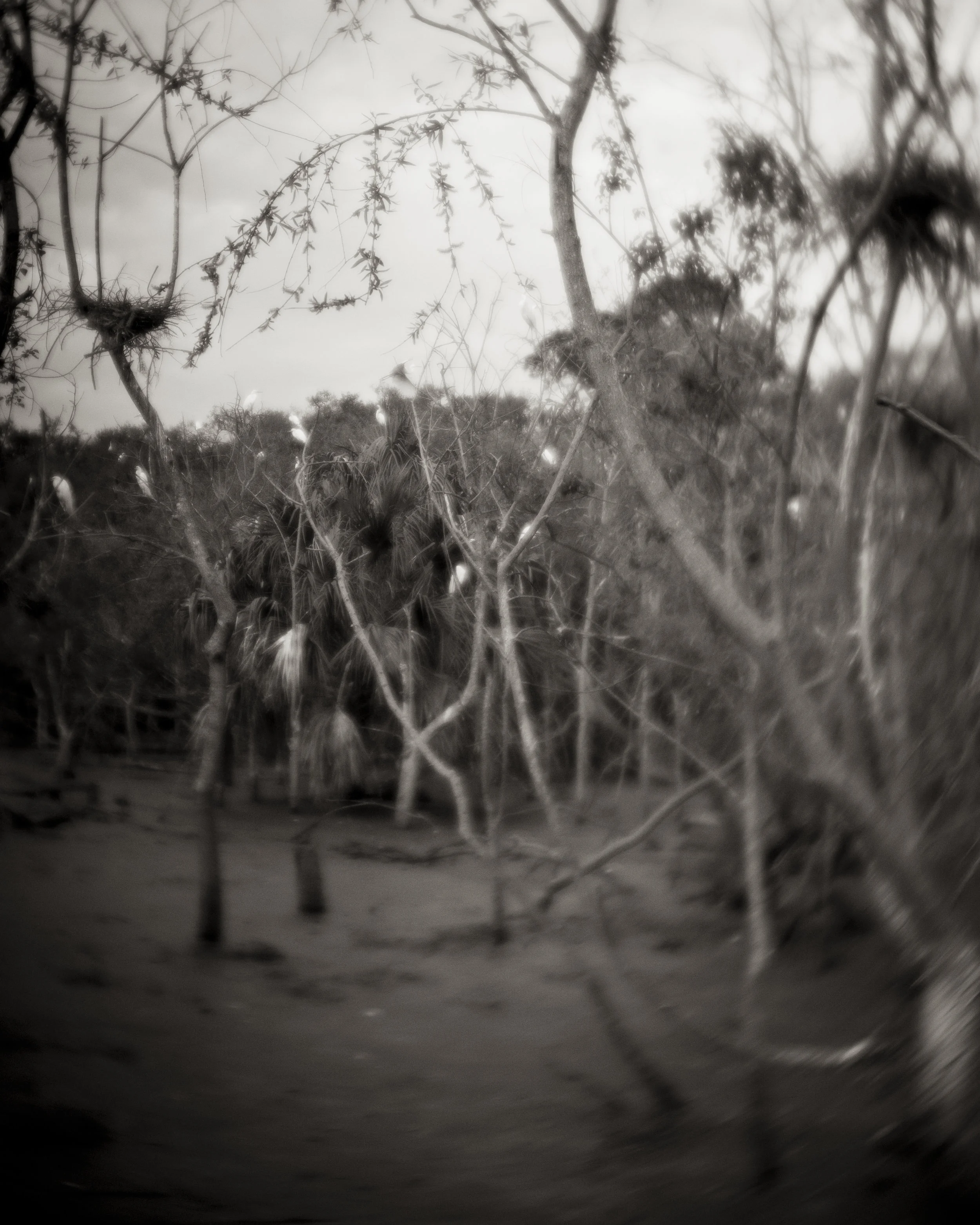 The Rookery