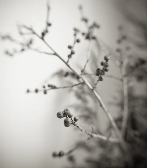 The Berries We Gathered.jpg