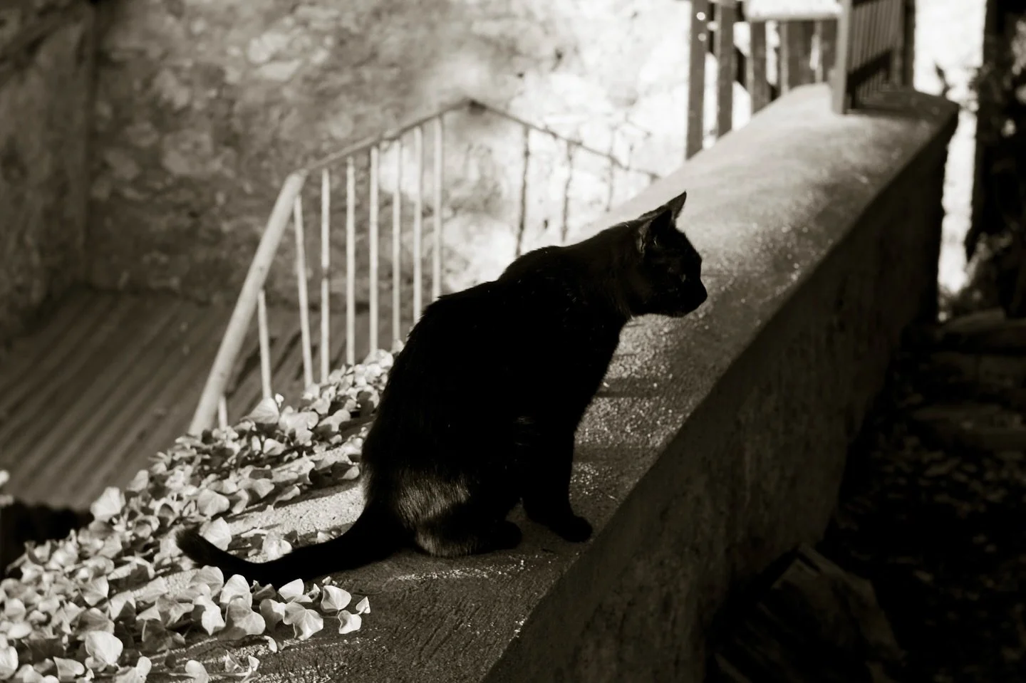 Il gatto della veranda 

#saltaylorkydd #spannocchia