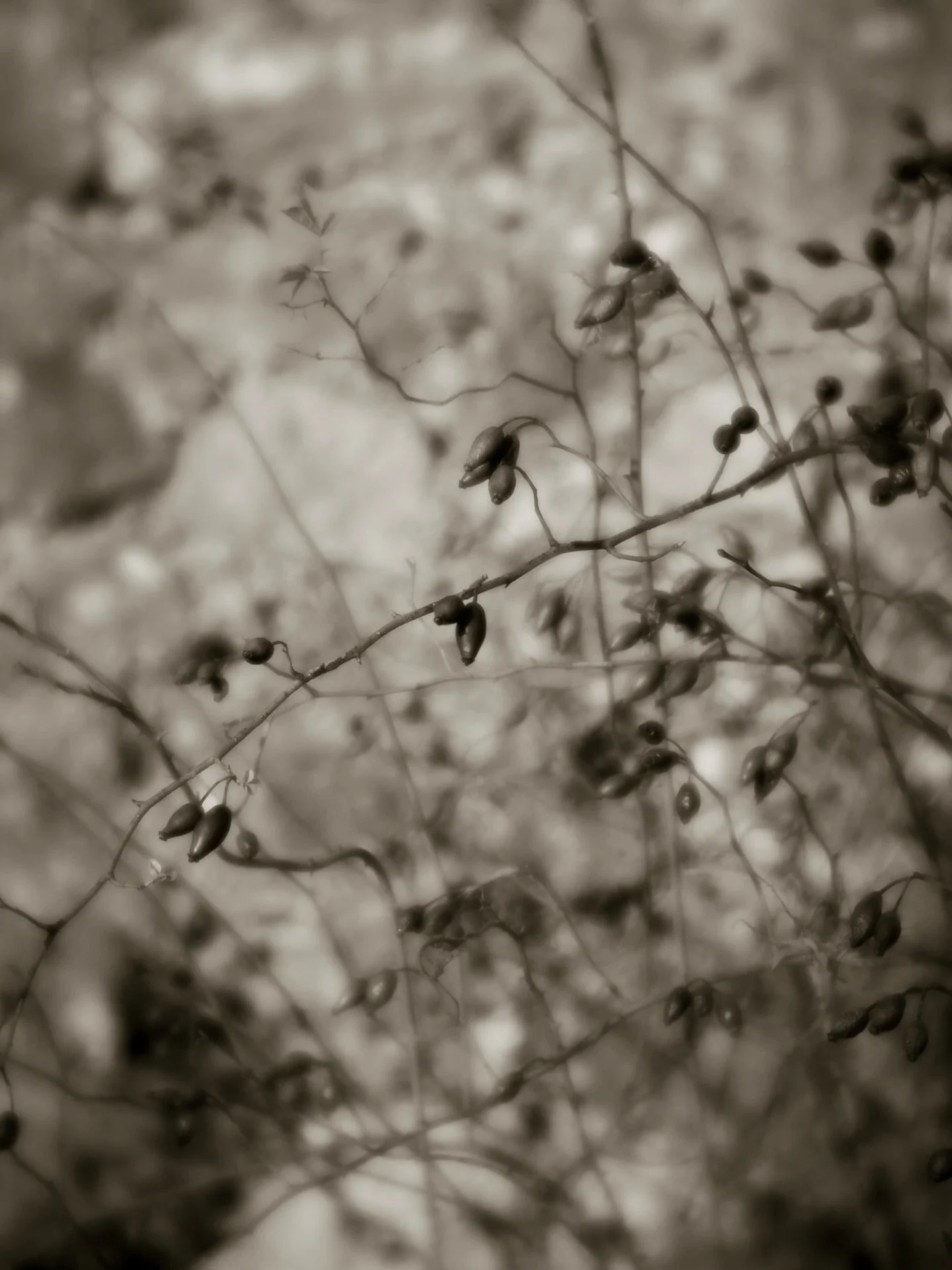 Tight remnants of summer
feed me still.
Memories of blooms 
long past
sour on my tongue.

#poetsoninstagram #lyricalphotograph #saltaylorkydd #rosehips #botanicals