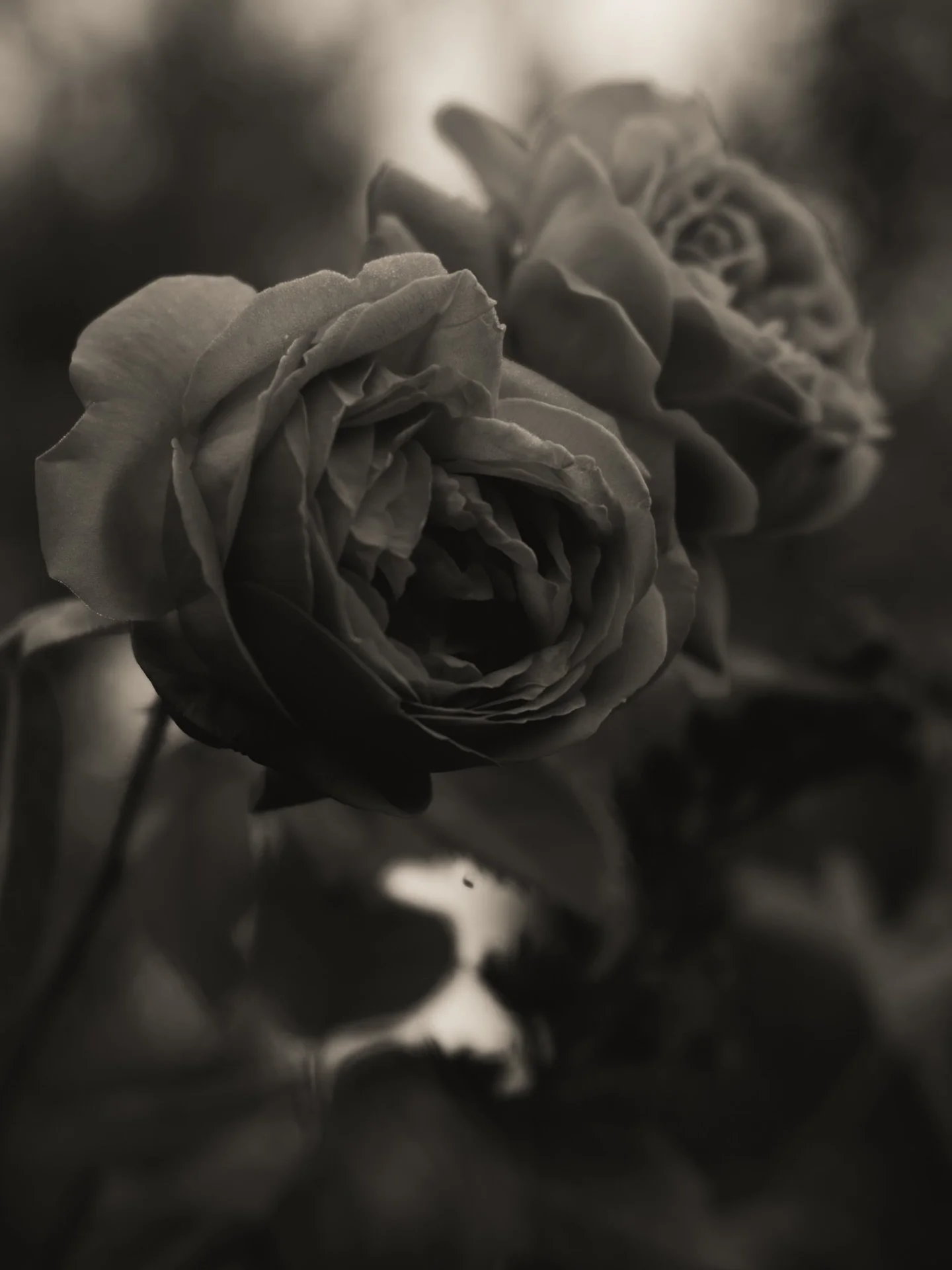 By any other name

#aroseisarose #botanicals #roses #florals #fineartphotography #saltaylorkydd #lyricalphotograph