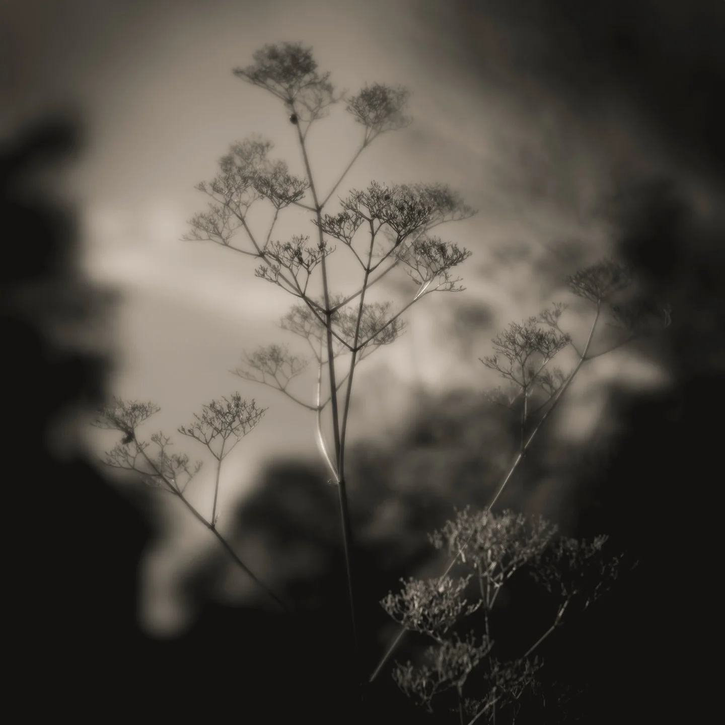 What is belonging? If not the feeling of the soil under your feet, or the silence you witness as dawn breaks over the tree line, or the contemplation of the leaves that glitter in the morning dew. To feel connected to the earth, to a place gives you 