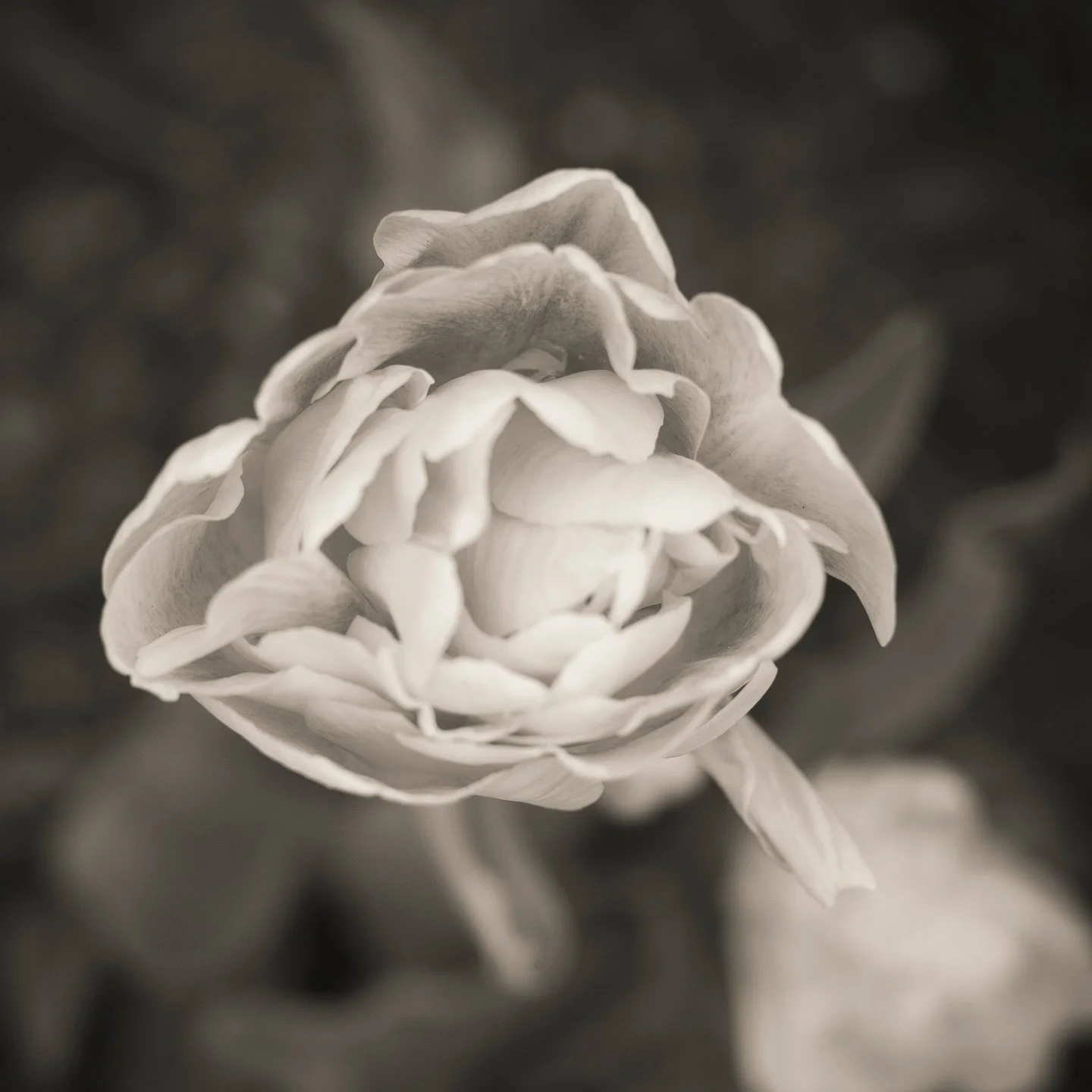 Inferiority 2025
Available 12x12 edition of 10.

@altavistaarts with the exhibition 
SHE PERSISTS / ELLE PERSISTE
Opening Reception: Saturday, November 8th 6-8pm
Book Signings, Thursday, November 13th 5-7pm
Finissage: Saturday, November 15th, 6-9pm

