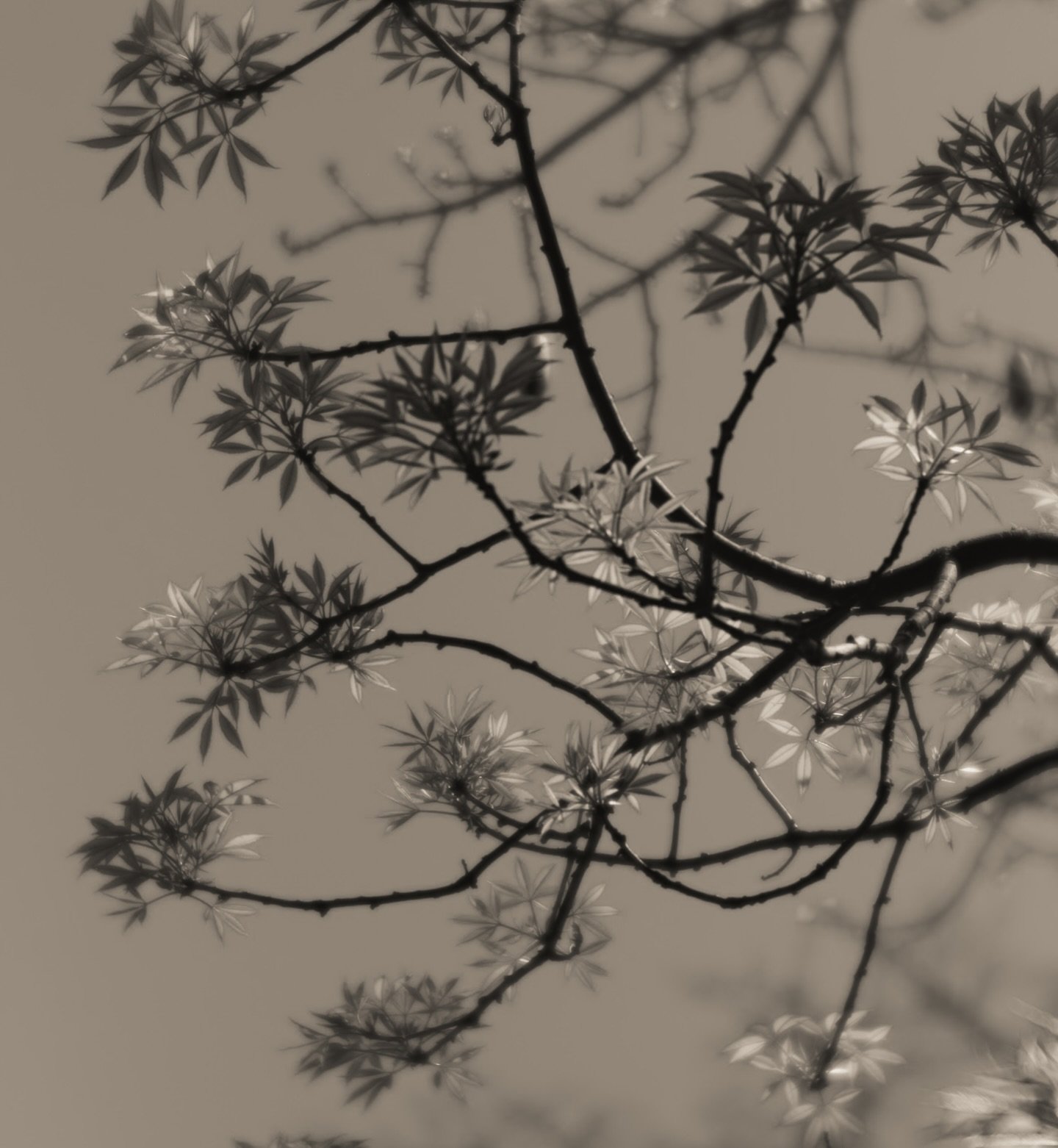 A place of reverie
finds disquiet.
I may look for peace, 
in the shadows of 
remembrance,
but elsewhere
everywhere, 
her voice is still
echoing.

Silence is no comfort.

May we be loud
in our distress.
And in our leaving 
of the shadows -
hold their 