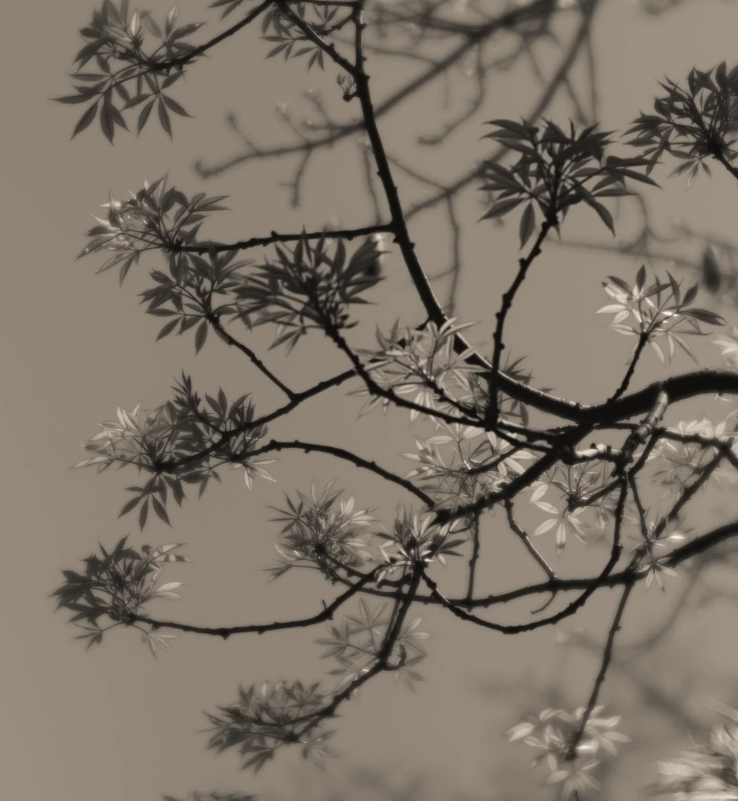 A place of reverie
finds disquiet.
I may look for peace, 
in the shadows of 
remembrance,
but elsewhere
everywhere, 
her voice is still
echoing.

Silence is no comfort.

May we be loud
in our distress.
And in our leaving 
of the shadows -
hold their 