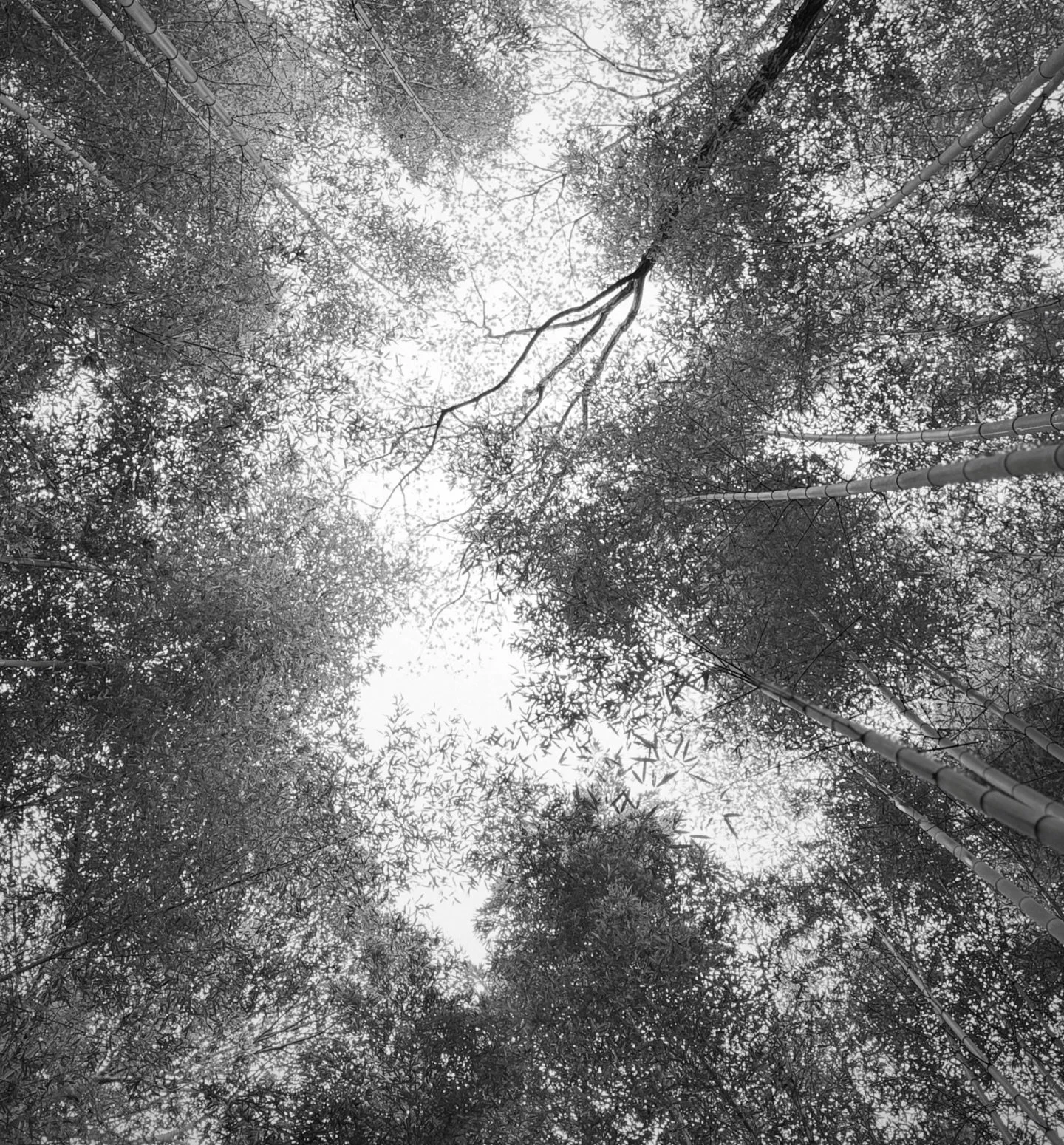 Japan - wonderful whirlwind trip to Kyoto.