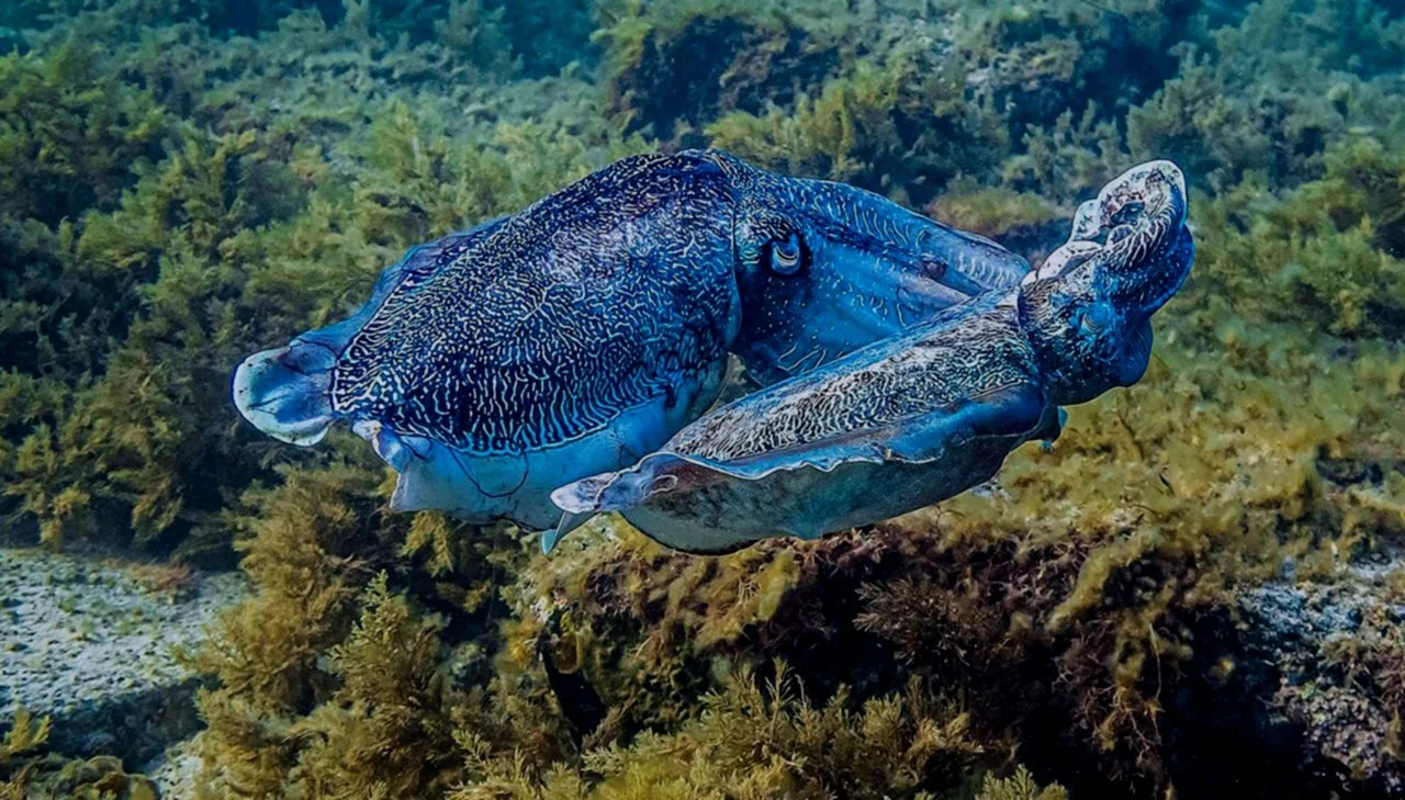 CuttleThumb7.jpg