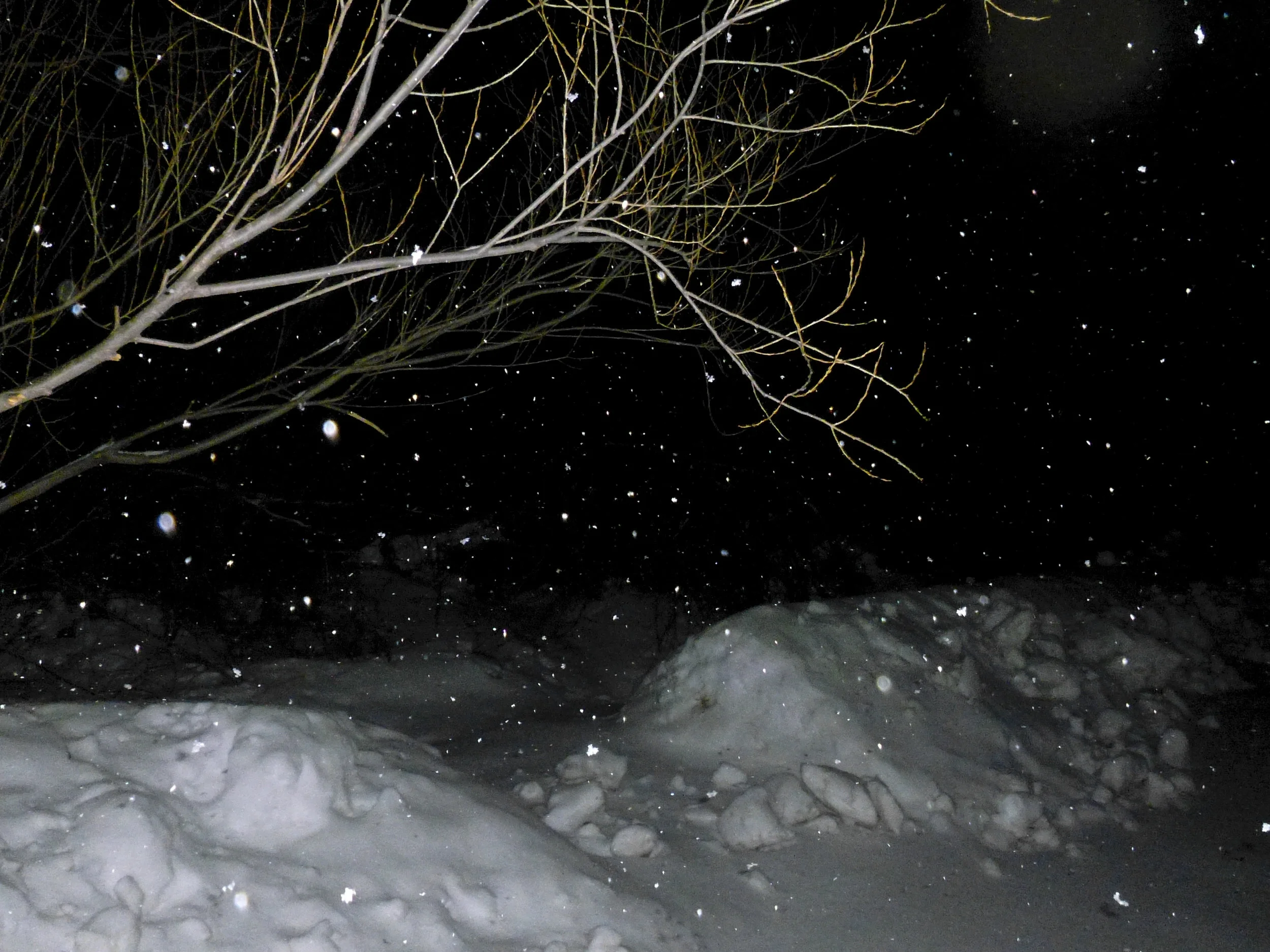 WS. Mary for Todd and Ed-9.JPG