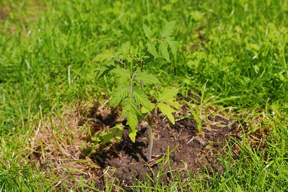 A Tomato Grows In Brooklyn