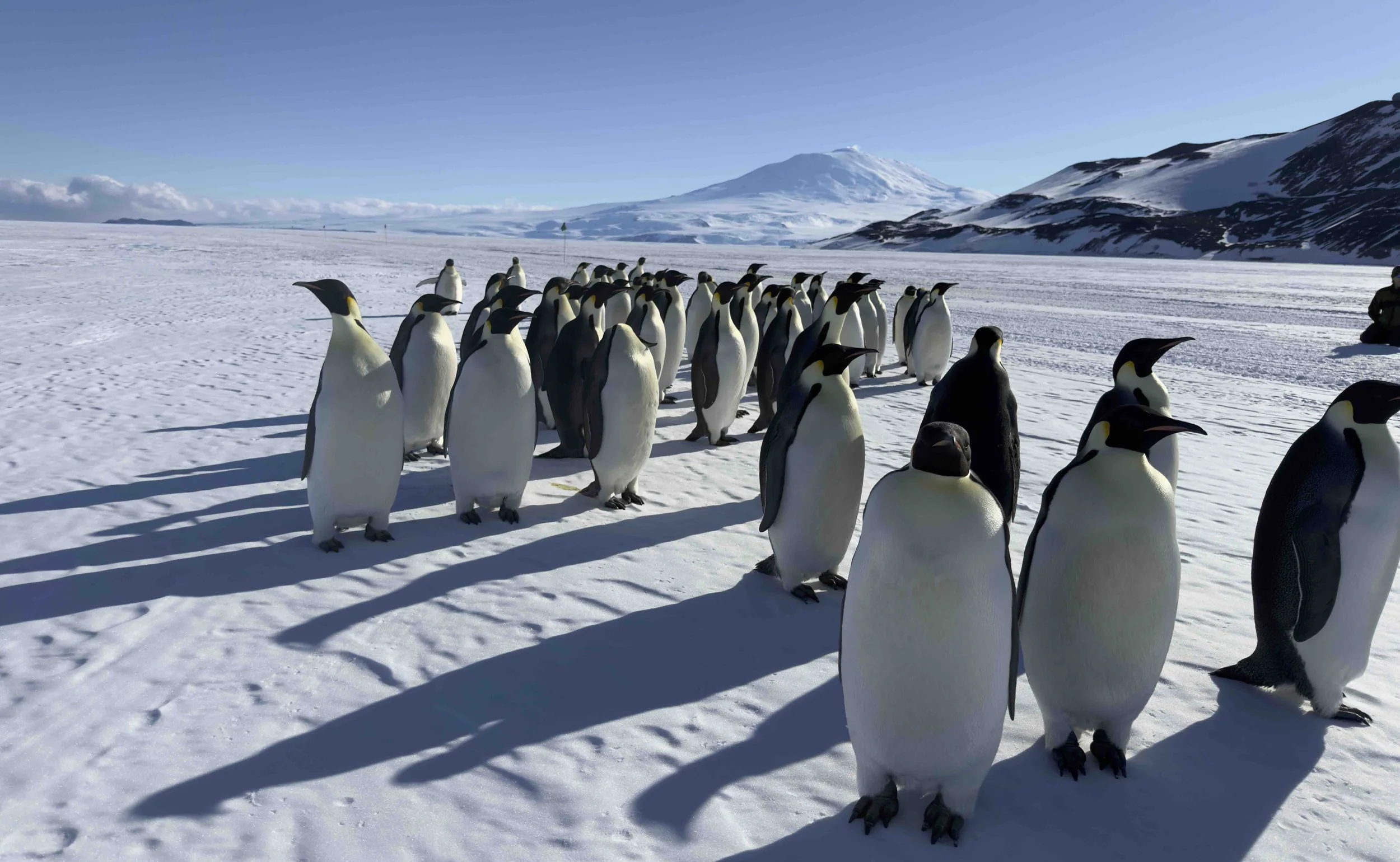 2025-2026_Image1_Emperor_Penguins_MtErebus_by_Jim.jpeg