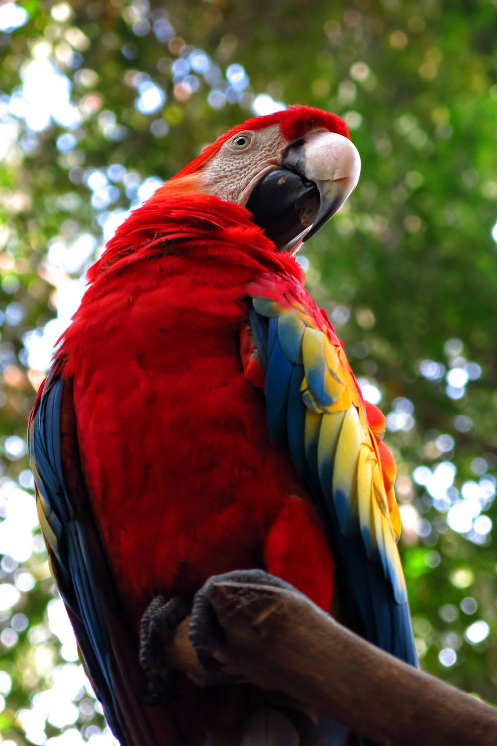 Honduras_Bird park_2_Tonal C_IMG_1458 - Copy.jpg
