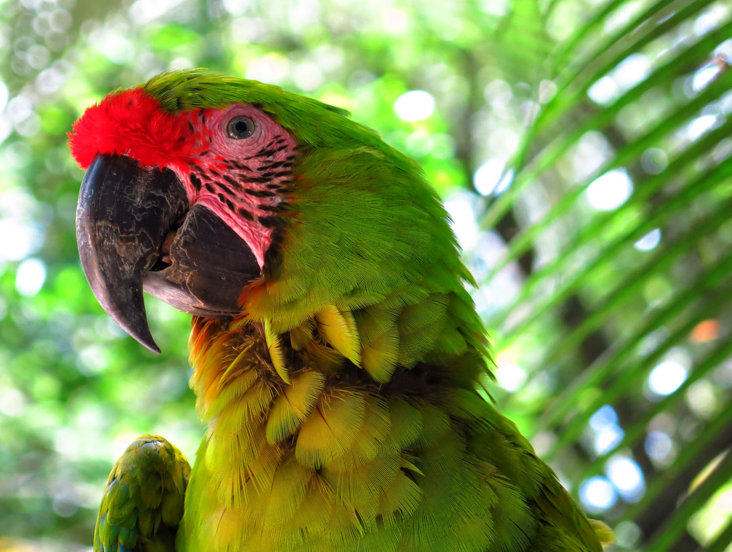 Honduras_Bird park_3_Tonal C.jpg