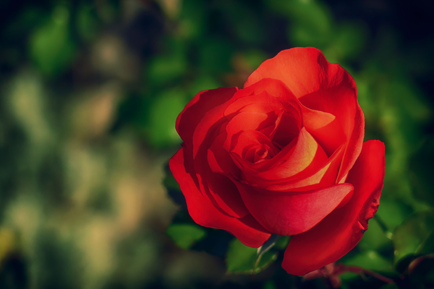 20150104_Spain_4261_Granada_Alhambra_red rose.jpg