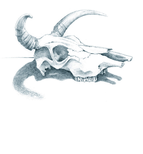 cowskull.png