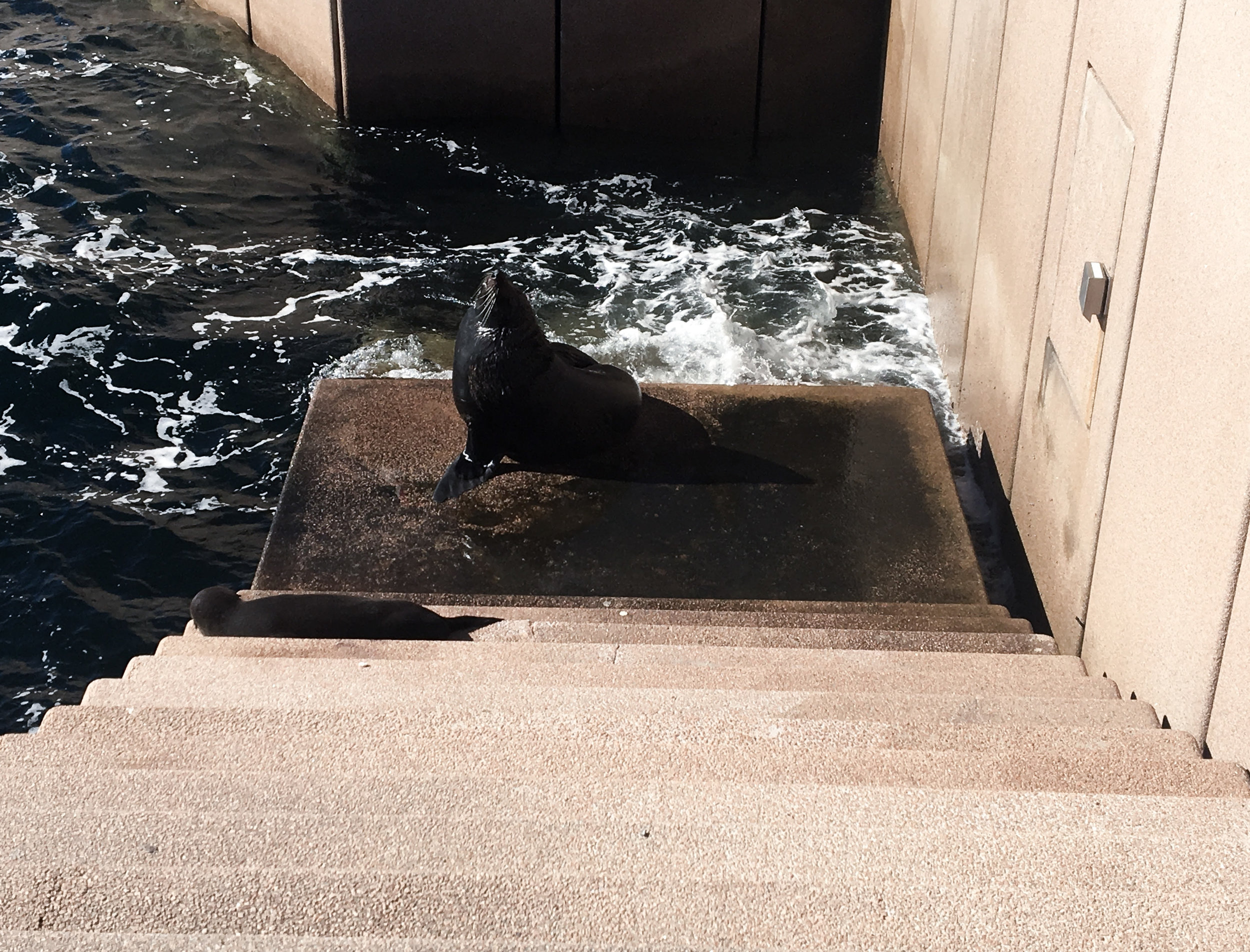 Seals in Sydney