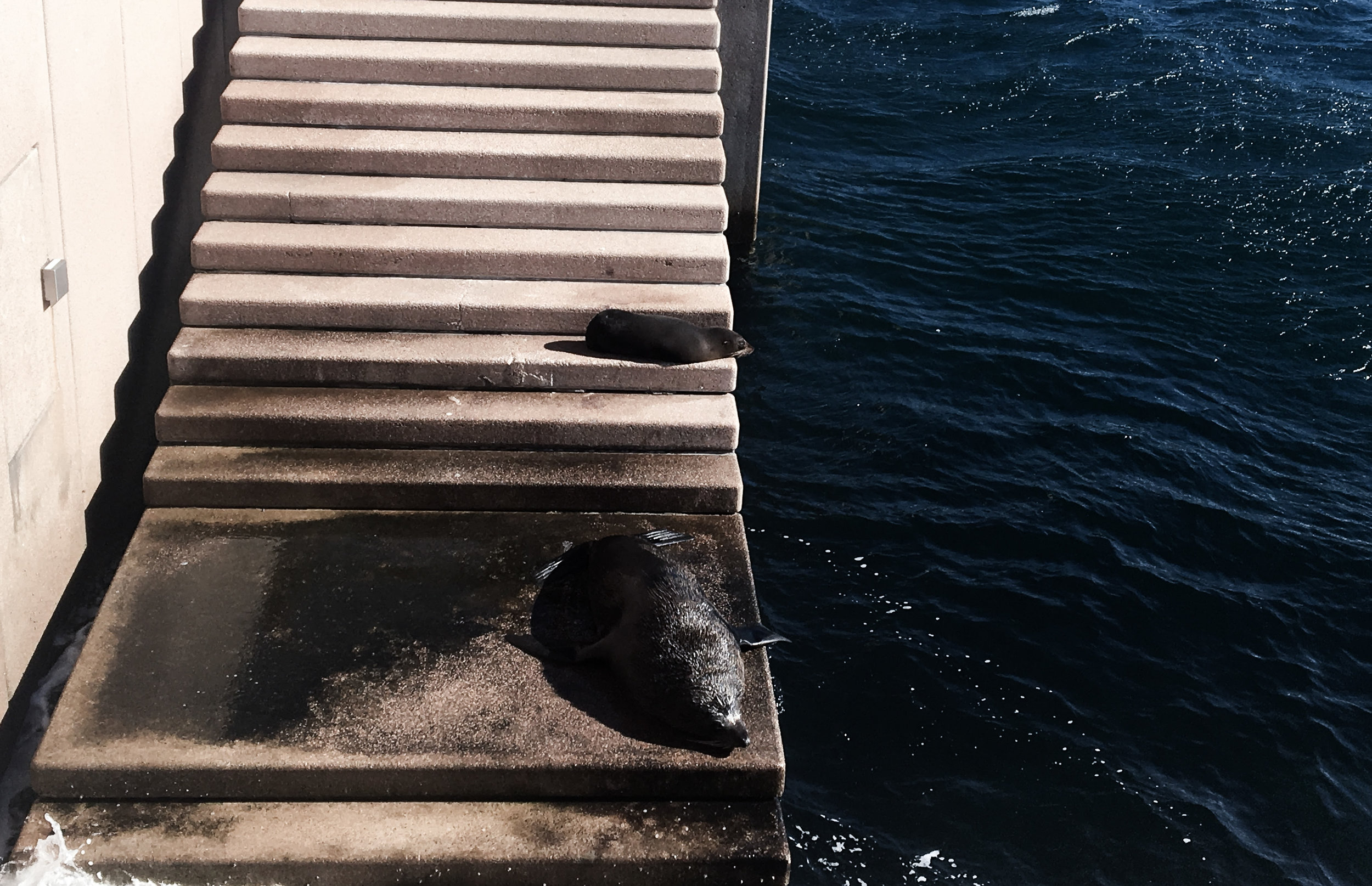 Seals in Sydney