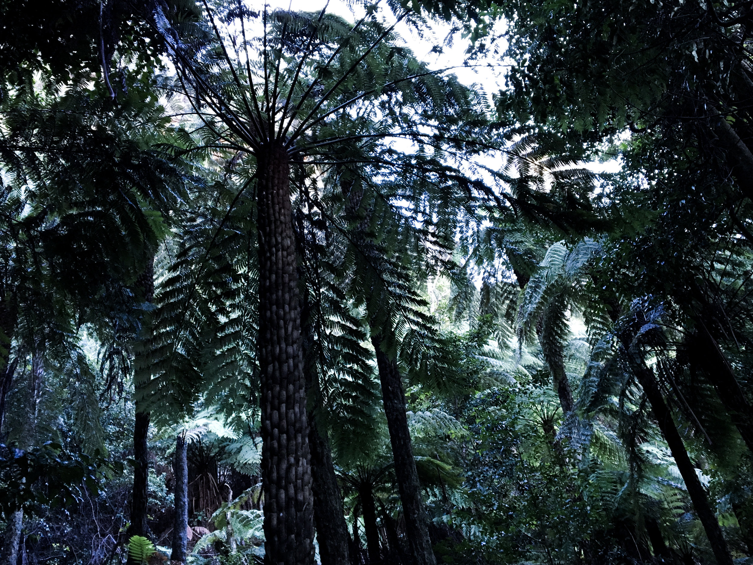 Ancient Fern Trees in Sydney