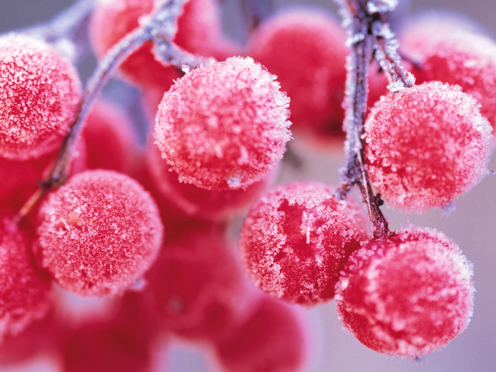 Yuletide Wildcrafted Jelly Workshop