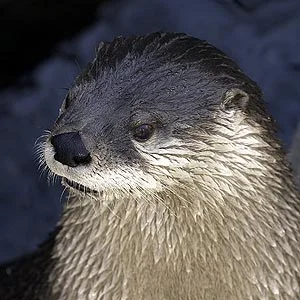 na_river_otter.jpg