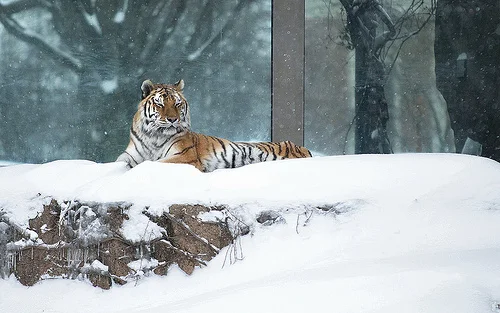 Wouldn't it be nice to have have thick, cozy fur like Pavel?