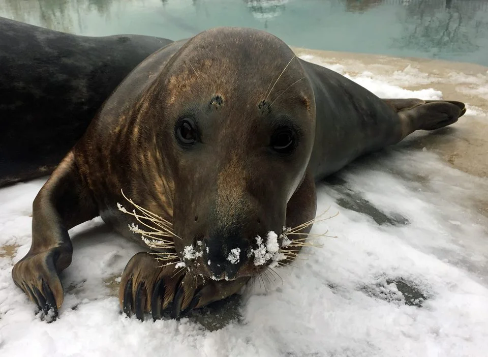 Seal.jpg