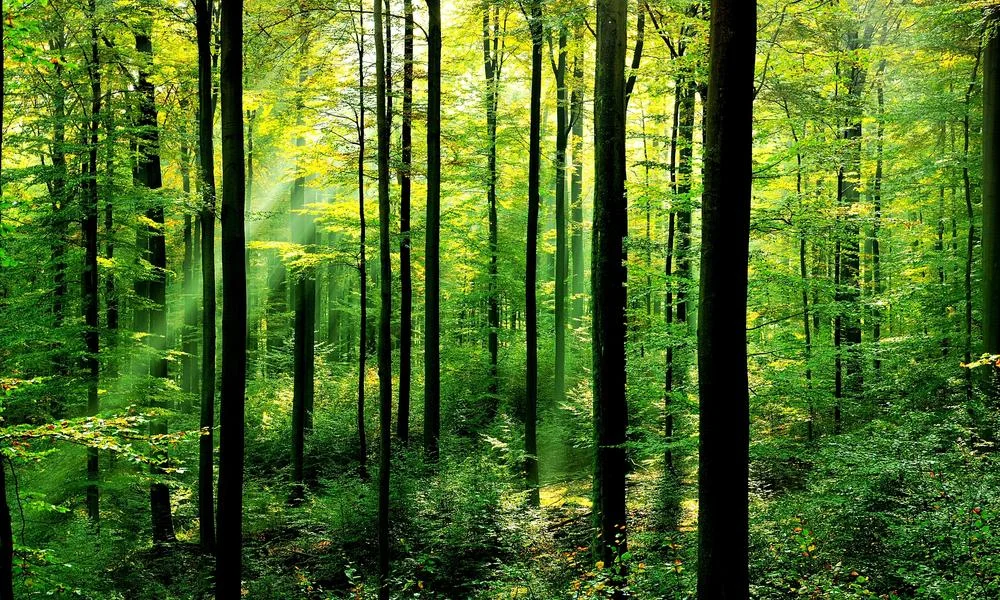 forests-why-matter_63516847.jpg