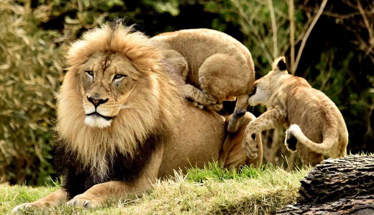 Lions.jpg