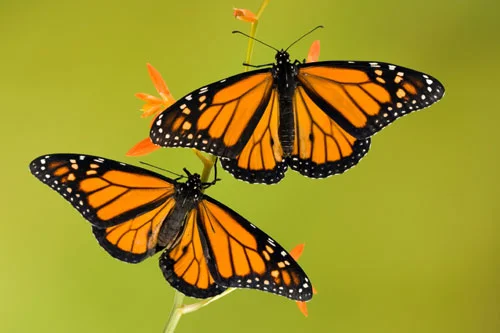 monarch.jpg
