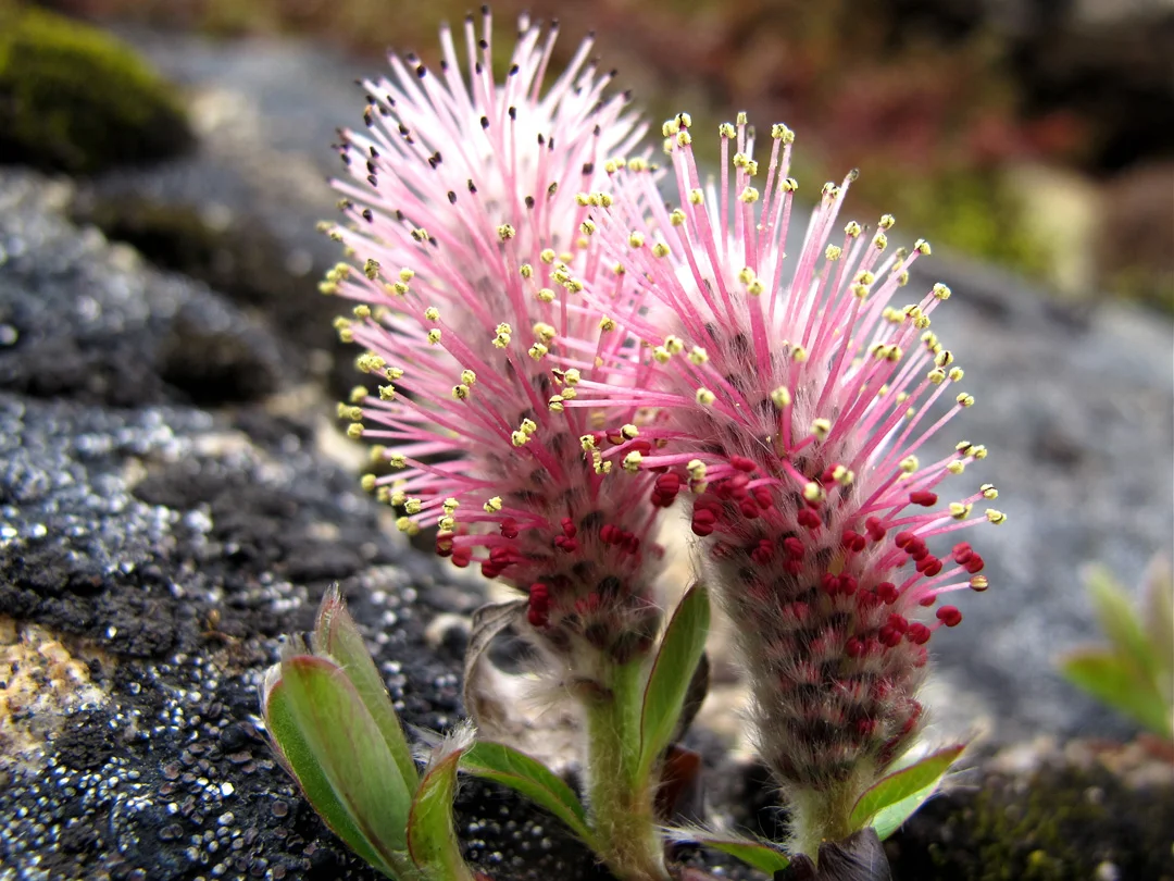 arctic willow.jpg