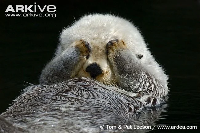Sea-otter-grooming.jpg