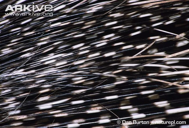 Close-up-of-North-African-crested-porcupine-quills.jpg