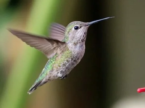 Bird 5.jpg
