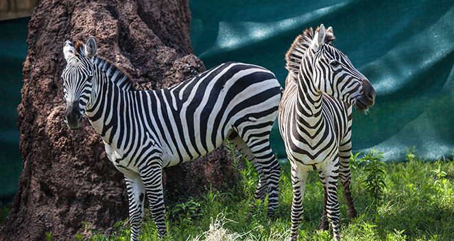 Plains Zebras.jpg
