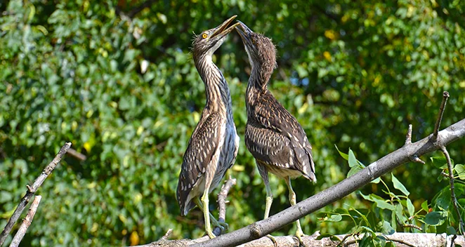 Black-crowned Night Heron chicks!