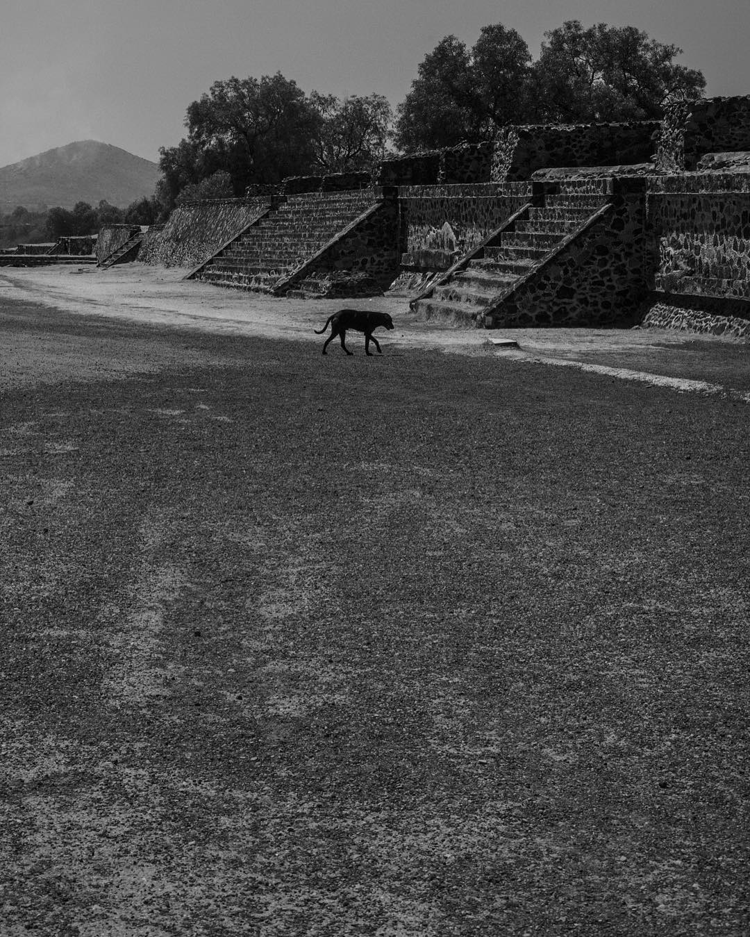 Dog acting as a Jaguar &hellip; 
Today at #piramidedelsol 
Mexico 2016
#omarcruzphoto #leica #leicamonochrome #photography #strangers #urbanpoetry