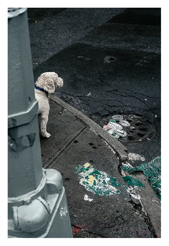corner-dog.jpg