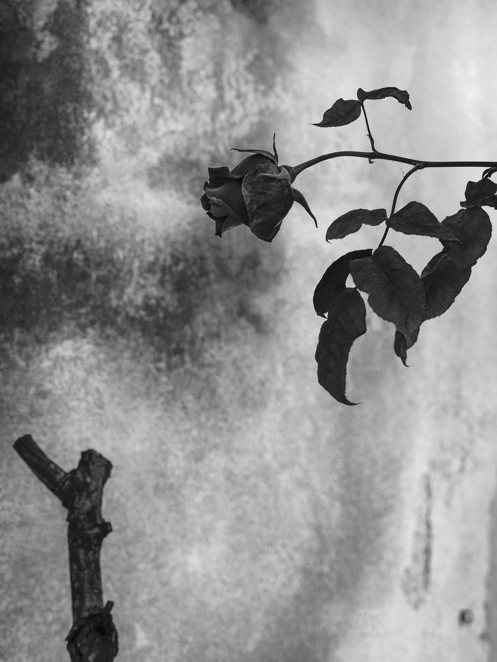 20250429-116 Final Print File Low Res.JPG