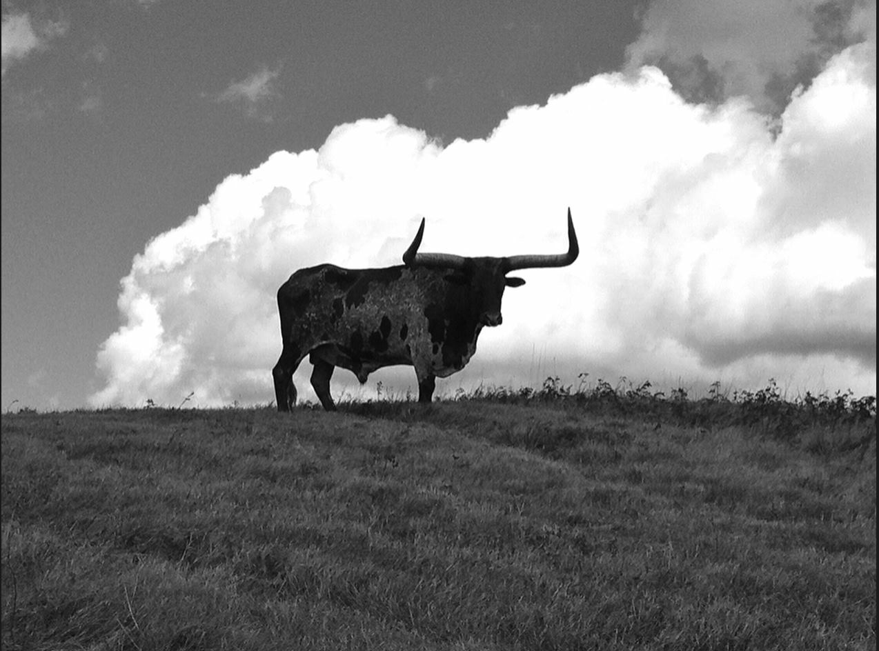 Long Horn