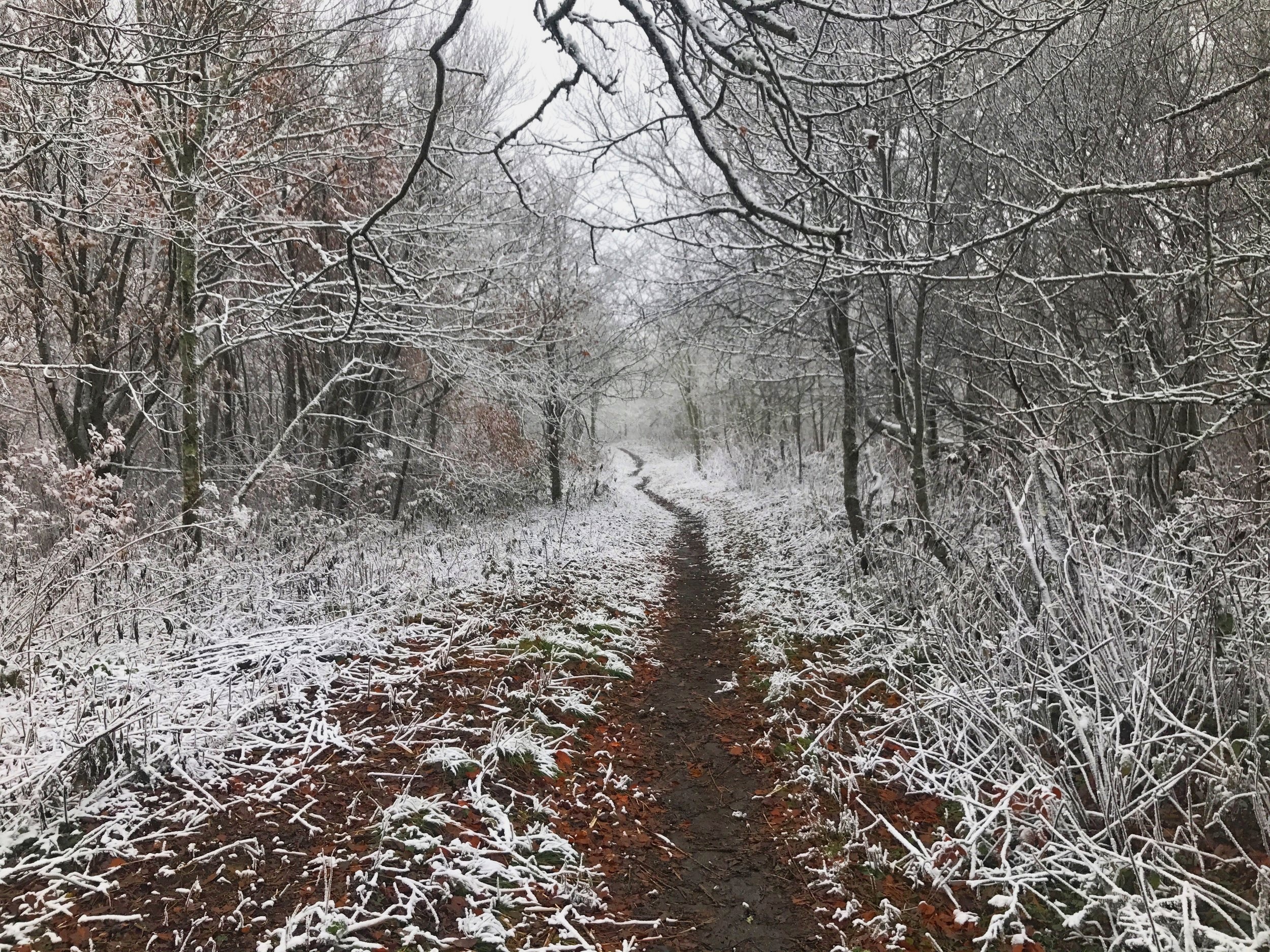 Snow Along the Trail 